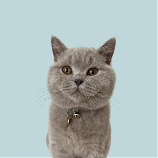 Happy pet with trusted pet sitter in Cape Town - MyPetFriends pet care service