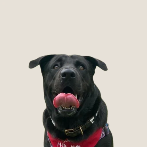 Happy pet with trusted pet sitter in Cape Town - MyPetFriends pet care service