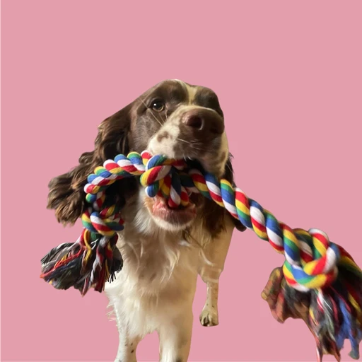 Happy pet with trusted pet sitter in Cape Town - MyPetFriends pet care service