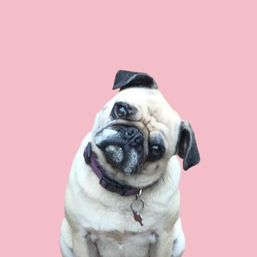 Happy pet with trusted pet sitter in Cape Town - MyPetFriends pet care service