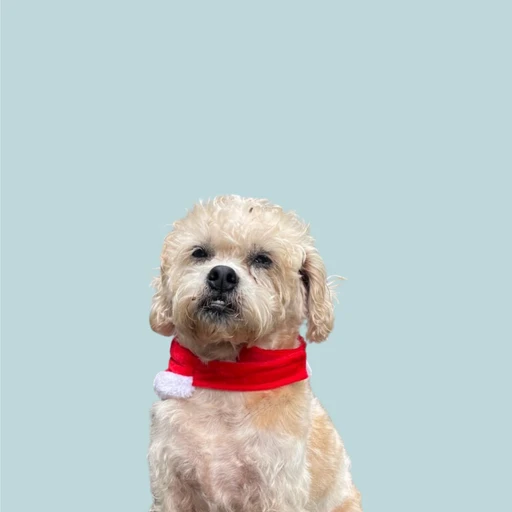 Happy pet with trusted pet sitter in Cape Town - MyPetFriends pet care service