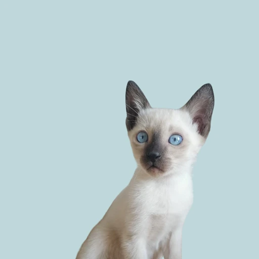 Happy pet with trusted pet sitter in Cape Town - MyPetFriends pet care service