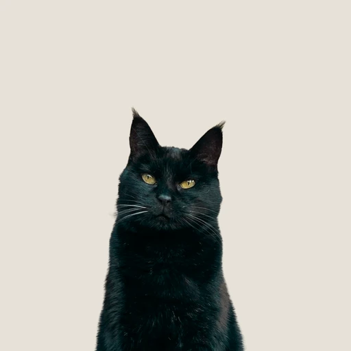 Happy pet with trusted pet sitter in Cape Town - MyPetFriends pet care service